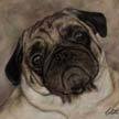 Pug dog portrait