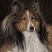 Pet Portrait painting of Shetland Sheepdog