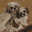 Shih Tzu pet portrait painting in pastel