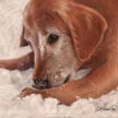 Pet Portrait of Golden Retriever 
