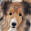 Shetland sheepdog