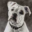 American Bulldog Portrait