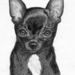 Chihuahua Pet Portrait