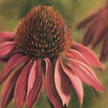 Purple coneflower painting