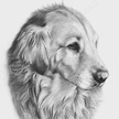 Godlen Retriever pencil drawing commission