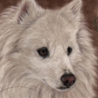 Miniature Eskimo dog Portrait
