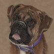 boxer portrait of pets