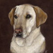 Yellow Labrador