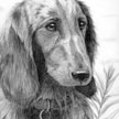 Dachshund Pet Portrait