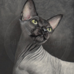 Pet Portrait of Sphynx Hairless Cat 