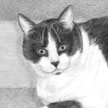 tuxedo cat portrait in pencil
