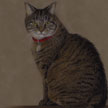 Brownt Tabby Cat Portrait
