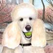 pet portrait painting of standard poodle