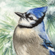 blue jay painting in pastel by Canadian Wildife artist Colette Theriault