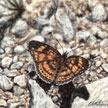 checkerspot butterfly painting
