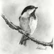 chickadee drawing in pencil