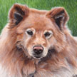 watercolor painting of chow chow dog portrait