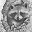 racoon drawing artwork