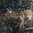 animal artwork of deer painting