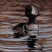 Hooded Merganser Painting