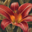 daylily painting