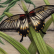 Great Mormon butterfly painting