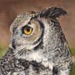 great horned owl painting