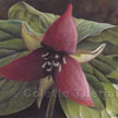 red trillium painting