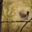 song sparrow wildife bird painting