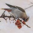 painting of Bohemian Waxwing Art