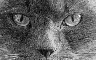 himalayan cat picture