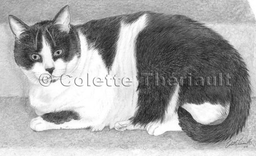 Tuxedo Cat Drawing-Pet Portraits
