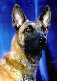 Belgian Malinois Picture