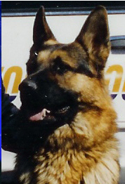 German Shepherd Dog Picture