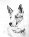 Pet Portraits by Colette Theriault