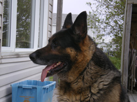 german shepherd picture