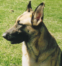 GSD Picture