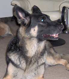 German Shepherd Picture