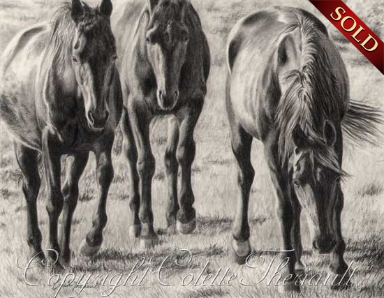 Standardbred Horse Drawing