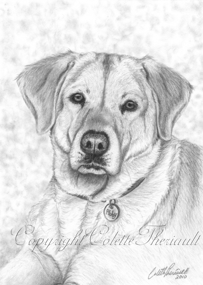 Yellow Labrador Drawing