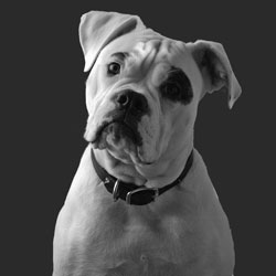 Reference photo of American Bulldog