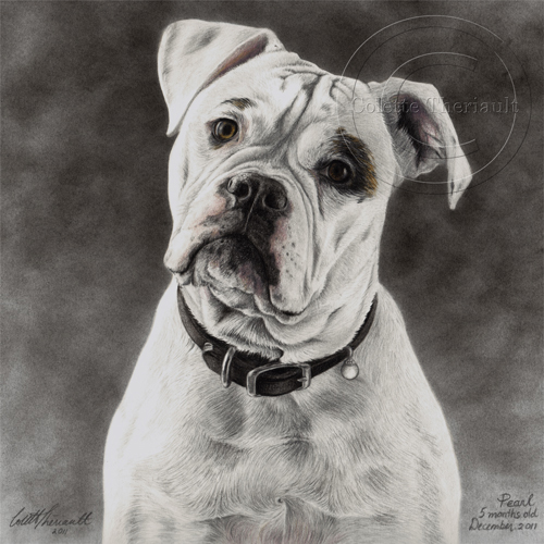 American Bulldog portrait in pencil by Colette Theriault