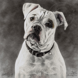 Dog Pencil Portrait Progress 6