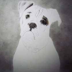 Dog Pencil Portrait Progress 2