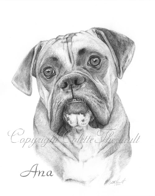 Boxer Portrait
