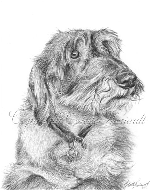 Wire-Haired Dachshund Dog Drawing