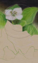 Step 1 Canada Bunchberry painting on Uart sandpaper