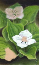 Step 4 Canada Bunchberry painting on Uart sandpaper