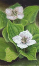 Step 5 Canada Bunchberry painting on Uart sandpaper