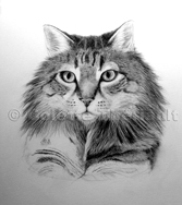 work in progress cat 